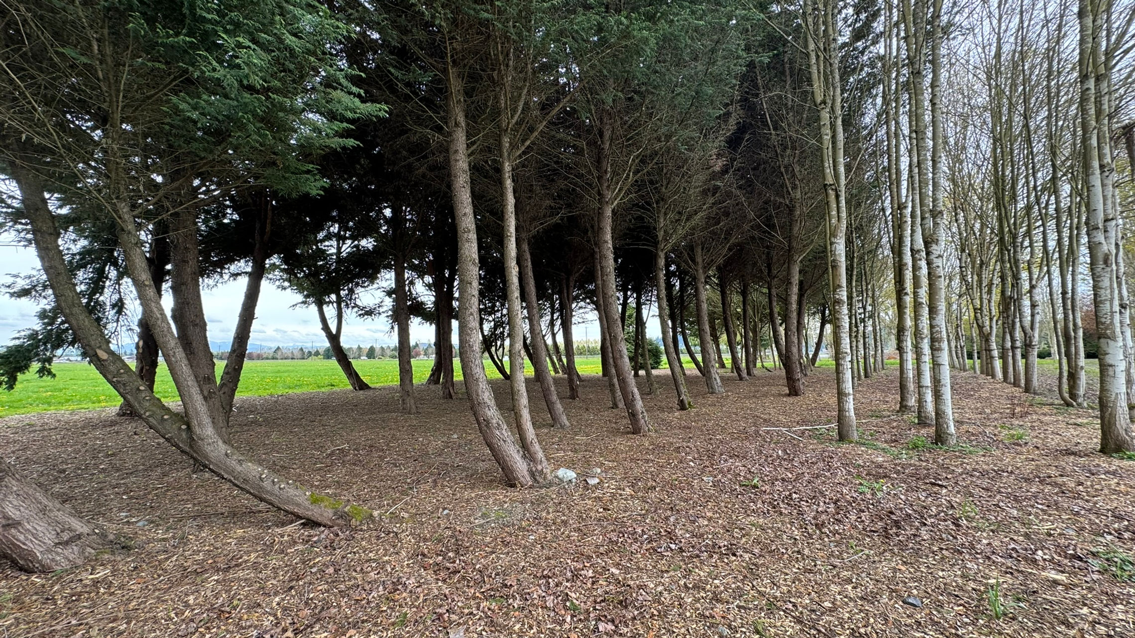 Hammock Lane